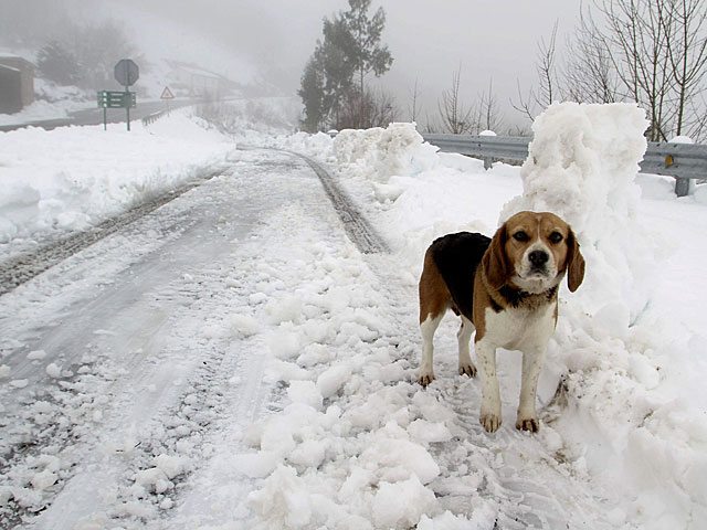 Un perro pasea por una carretera nevada de Lastra, Lugo. | Eliseo Trigo / Efe