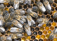 Abejas en una colmena. | E.M