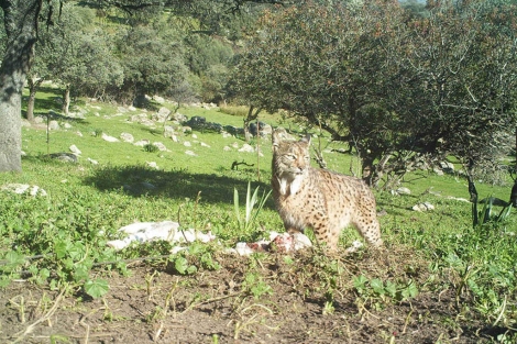 El lince Félix junto a los restos de un cordero que había atacado.| Germán Garrote
