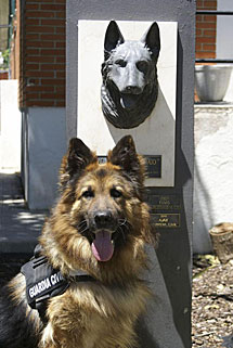 Imagen del perro Ajax