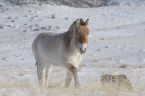 Caballos przewalski en el este de Mongolia. | Nature Caballos przewalski en el este de Mongolia. | Nature