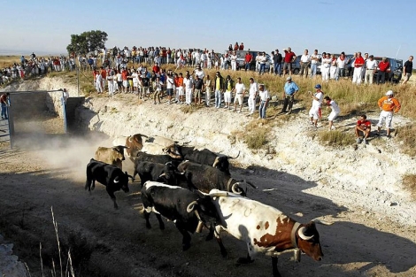 Encierro de reses bravas por el campo en Iscar. | Pablo Requejo