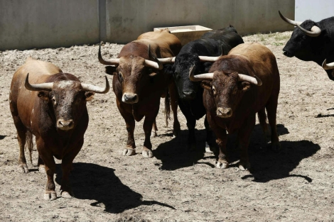 Toros de la ganadería de Alcurrucén, que correran el primer encierro de los Sanfermines. | Efe