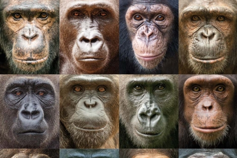 Retratos de gorilas y chimpancés. | Ian Bickerstaff