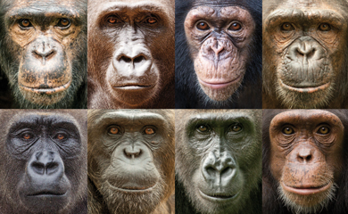 Retratos de gorilas y chimpancés. | Ian Bickerstaff