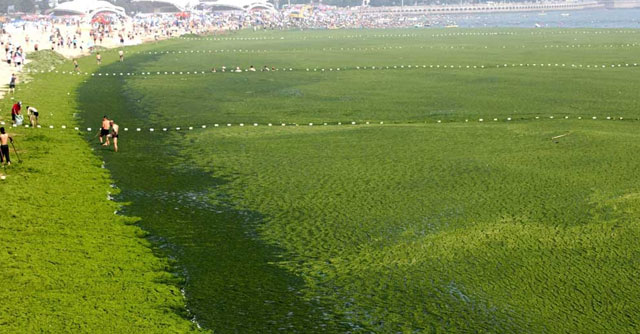 Una de las playas del mar Amarillo cubierta de algas verdes. | Efe