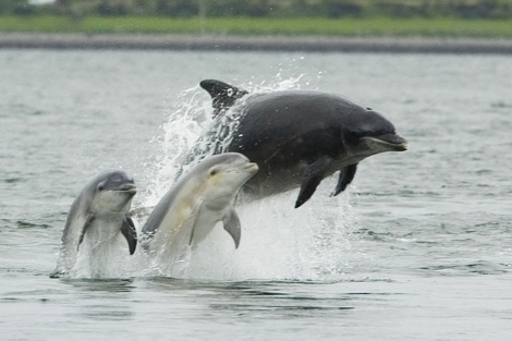 Un grupo de delfines nariz de botella. | EM