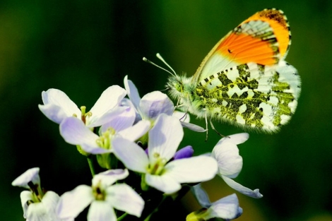 Ejemplar de 'Anthocharis cardamines'. | Chris van Swaay
