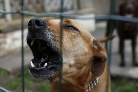 Un perro ladra tras una verja en un parque en Sherpshed, Inglaterra.| Reuters
