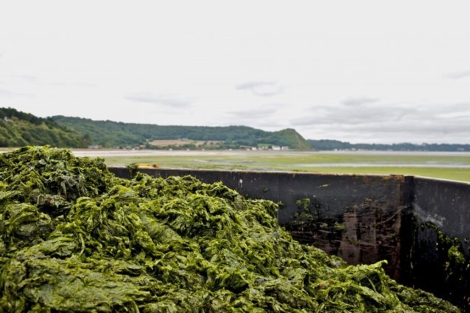 Acumulación de algas en la costa francesa.| G. Raffenel/Efe
