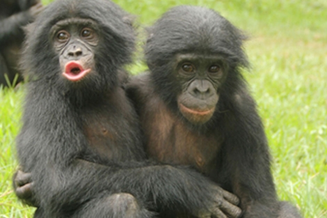 Un bonobo abraza a otro tras perder una pelea en un santuario de Kinshasa.| Zanna Clay .