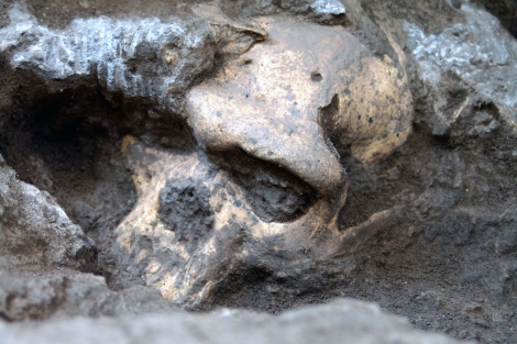 El fósil del cráneo fue desenterrado en 2005 en Dmanisi, Georgia.| Museo Nacional de Georgia.