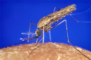 Mosquito transmisor del parásito que origina la malaria. (Foto: James Gathany | CDC) Mosquito transmisor del parásito que origina la malaria. (Foto: James Gathany | CDC)