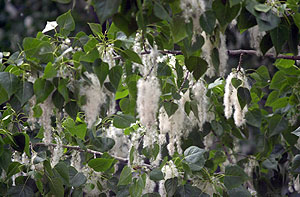 Un chopo colmado del polen causante de la alergia primaveral. (Foto:EFE)