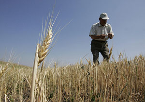 Productor de trigo en Ucrania (Foto: REUTERS) Productor de trigo en Ucrania (Foto: REUTERS)
