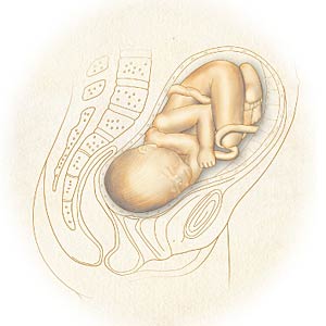 Vea el gráfico sobre las sensaciones del embrión.