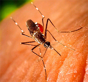 Un mosquito hembra en el momento de la picadura (Foto: James Gathany | CDC)