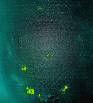 Los puntos verdes son las células cardiacas creadas en el laboratorio (Foto: Nature)