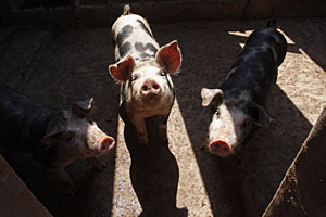 Cerdos en una granja en las afueras de Ciudad de México. | AP
