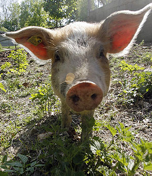 Un cerdo en una granja. (Reuters)