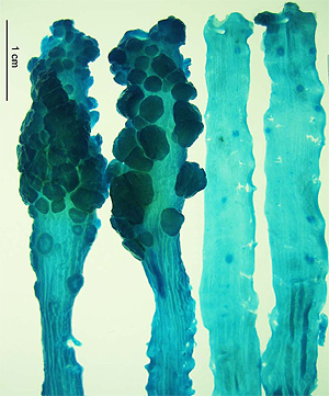 A la izda, tumores en el colon de dos ratones infectados por la bacteria, frente a dos no colonizados a la derecha (Foto: Shaoguang Wu)