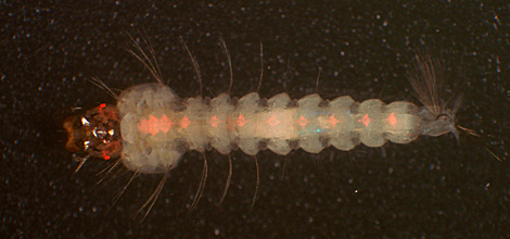 Larva de mosquito modificado (Foto: M. Riehle)