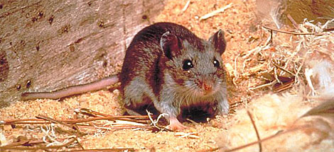 hantavirus pulmonary syndrome research paper Access to over 100,000 complete essays and term papers hantavirus pulmonary syndrome is a rodent-borne viral all papers are for research and reference. hantavirus pulmonary syndrome research paper Access to over 100,000 complete essays and term papers hantavirus pulmonary syndrome is a rodent-borne viral all papers are for research and reference.