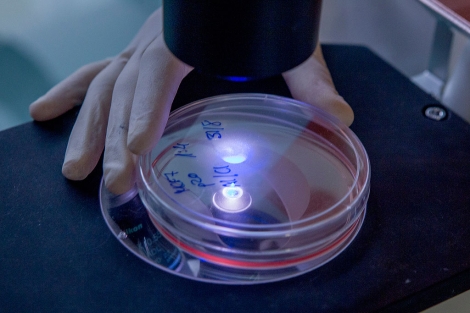 Un investigador manipula una placa de Petr en un laboratorio