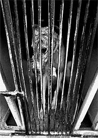 Prisi�n. un galgo en su jaula
