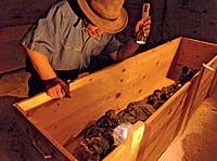 El egiptólogo Zahi Hawass en un almacén del Museo de El Cairo analiza los restos de una momia.