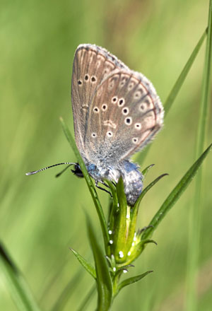 'Maculinea alcon' depositando sus huevos en una planta (Foto: 'SCIENCE')