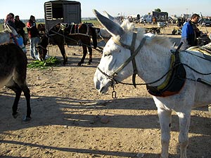 Burros en la franja de Gaza