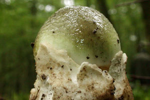 Ejemplar de 'Amanita phalloides' (Foto: JJ. Wuilbaud)